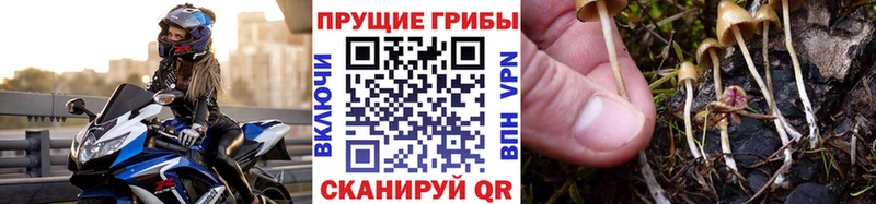 Купить где  Аркадак  Псилоцибиновые грибы MAGIC MUSHROOMS 